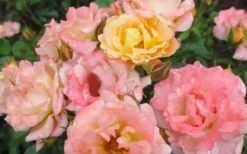 Peach Drift Groundcover Rose - 2 Gallon Pot -Lawn Starter Shop Rose Drift Peach