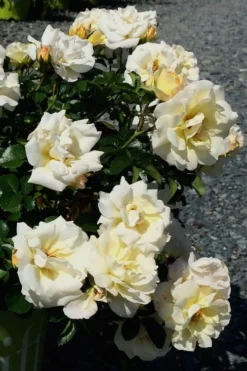 Popcorn Drift Groundcover Rose - 2 Gallon Pot -Lawn Starter Shop Rose Drift Popcorn 10