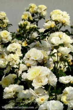 Popcorn Drift Groundcover Rose - 2 Gallon Pot -Lawn Starter Shop Rose Drift Popcorn 16