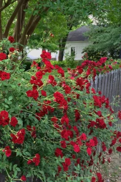 Red Cascade Miniature Climbing Rose - 1 Gallon Pot -Lawn Starter Shop Rose Red Cascade 11