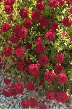Red Cascade Miniature Climbing Rose - 1 Gallon Pot -Lawn Starter Shop Rose Red Cascade 12