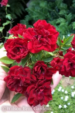 Red Cascade Miniature Climbing Rose - 2.5 Quart Pot