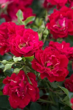 Red Drift Groundcover Rose - 3 Gallon Pot -Lawn Starter Shop Rose Red Drift BS