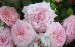 Sweet Drift Groundcover Rose - 3 Gallon Pot -Lawn Starter Shop Rose Sweet Drift