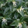 Confused Sweet Box (Sarcococca Confusa) - 6 Pack Of 1 Gallon Pots
