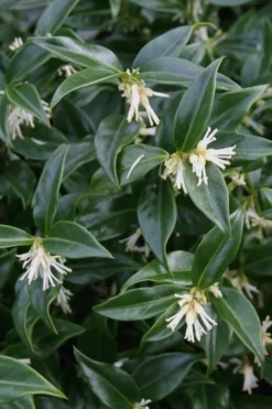 Confused Sweet Box (Sarcococca Confusa) - 6 Pack Of 1 Gallon Pots