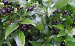 Confused Sweet Box (Sarcococca Confusa) - 6 Pack Of 1 Gallon Pots -Lawn Starter Shop Sarcacocca Confusa Berries 10