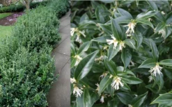 Confused Sweet Box (Sarcococca Confusa) - 6 Pack Of 1 Gallon Pots -Lawn Starter Shop Sarcacocca Confusa Berries 2