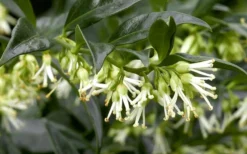Confused Sweet Box (Sarcococca Confusa) - 6 Pack Of 1 Gallon Pots -Lawn Starter Shop Sarcacocca Confusa Flowers 5