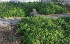 Confused Sweet Box (Sarcococca Confusa) - 6 Pack Of 1 Gallon Pots -Lawn Starter Shop Sarcococca Confusa Sweet Box In Landscape