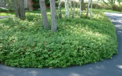 Creeping St Johns Wort - Hypericum Calycinum - 18 Pack Of Pint Pots -Lawn Starter Shop St Johns Wort 1