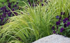 Golden Variegated Sweet Flag - Acorus Gramineus 'Oborozuki' - 18 Count Flats Of Pint Pots -Lawn Starter Shop Sweet Flag Variegated 2