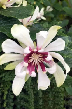 Venus White Sweetshrub (Calycanthus) - 3 Gallon Pot -Lawn Starter Shop Sweetshrub Venus White 3