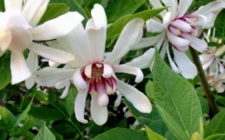 Venus White Sweetshrub (Calycanthus) - 3 Gallon Pot -Lawn Starter Shop Sweetshrub Venus White 4