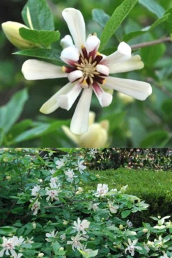 Venus White Sweetshrub (Calycanthus) - 3 Gallon Pot -Lawn Starter Shop Sweetshrub Venus White 5