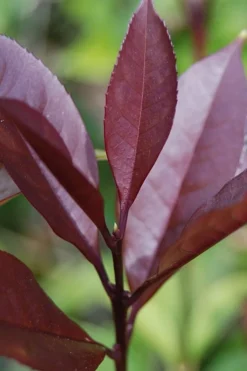 Apricot Echo Tea Olive - Osmanthus Fragrans Aurantiacus - 1 Gallon Pot -Lawn Starter Shop Tea Olive Apricot Echo 4