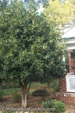 Fragrant White Tea Olive - 7 Gallon Pot (3-4') -Lawn Starter Shop Teav Olive White Osmanthus Fragrans 500x750 2