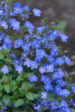 Georgia Blue Veronica Umbrosa - 6 Pack Of 1 Gallon Pots -Lawn Starter Shop Veronica Georgia Blue 500x750 1