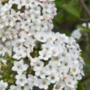 Burkwood Fragrant Viburnum - 3 Gallon Pot