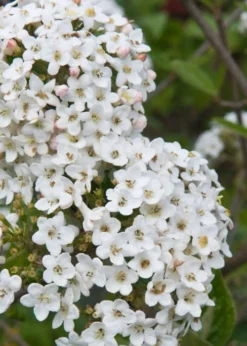 Burkwood Fragrant Viburnum - 3 Gallon Pot