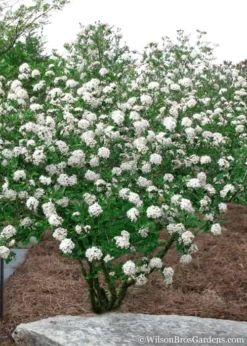 Burkwood Fragrant Viburnum - 3 Gallon Pot 11 Burkwood Fragrant Viburnum - 3 Gallon Pot -Lawn Starter Shop Viburnum Burkwood 10