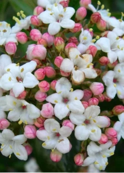 Burkwood Fragrant Viburnum - 3 Gallon Pot 14 Burkwood Fragrant Viburnum - 3 Gallon Pot -Lawn Starter Shop Viburnum Burkwood 11