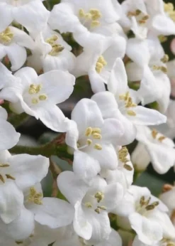 Burkwood Fragrant Viburnum - 3 Gallon Pot 15 Burkwood Fragrant Viburnum - 3 Gallon Pot -Lawn Starter Shop Viburnum Burkwood 2