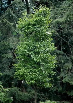 Burkwood Fragrant Viburnum - 3 Gallon Pot 12 Burkwood Fragrant Viburnum - 3 Gallon Pot -Lawn Starter Shop Viburnum Burkwood 7