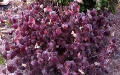 Juddi Fragrant Snowball Viburnum - 3 Gallon Pot -Lawn Starter Shop Viburnum Judd 5