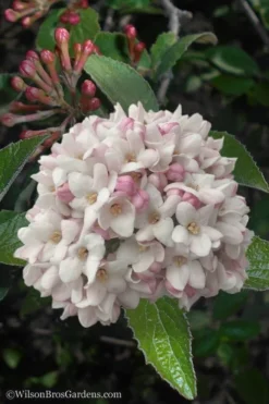 Juddi Fragrant Snowball Viburnum - 3 Gallon Pot