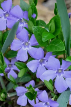 Evergreen Periwinkle - Vinca Minor - 6 Pack Of Pint Pots
