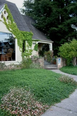 Evergreen Periwinkle - Vinca Minor - 6 Pack Of Pint Pots -Lawn Starter Shop Vinca Minor 14