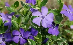 Ralph Shugert Variegated Periwinkle (Vinca Minor) - 6 Pack Of Pint Pots -Lawn Starter Shop Vinca Minor Ralph Shugert Closeup 2