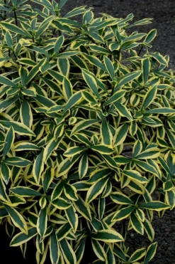 Marianni Variegated Pink Winter Daphne - 2 Gallon Pot -Lawn Starter Shop Winter Daphne Marianni 2