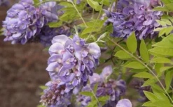 Amethyst Falls Wisteria Vine - 3 Gallon Pot -Lawn Starter Shop Wisteria Amethyst Falls 50