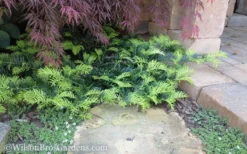 Creeping Japanese Plum Yew (Cephalotaxus Harringtonia 'Prostrata') - 2.5 Quart Pot -Lawn Starter Shop Yew Creeping 2 50
