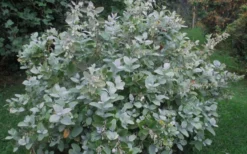 Woodlanders Blue Dusty Zenobia (Honeycup) - 3 Gallon Pot -Lawn Starter Shop Zenobia Woodlanders Blue 20