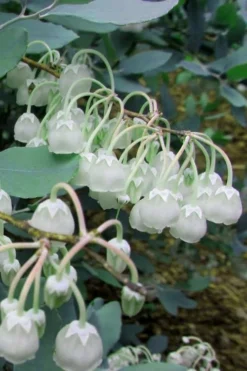 Woodlanders Blue Dusty Zenobia (Honeycup) - 3 Gallon Pot -Lawn Starter Shop Zenobia Woodlanders Blue 7