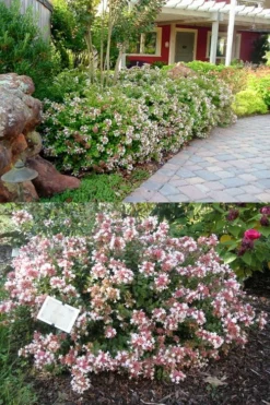 Little Richard Dwarf Abelia - 3 Gallon Pot -Lawn Starter Shop abelia grandiflora little richard 1
