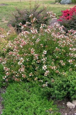 Little Richard Dwarf Abelia - 3 Gallon Pot -Lawn Starter Shop abelia grandiflora little richard 3