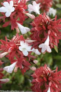 Little Richard Dwarf Abelia - 3 Gallon Pot -Lawn Starter Shop abelia grandiflora little richard 6