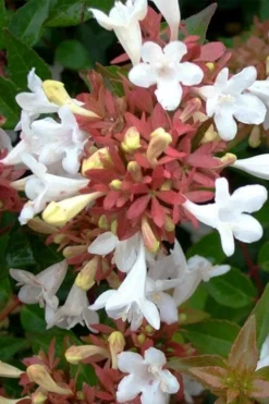 Little Richard Dwarf Abelia - 3 Gallon Pot -Lawn Starter Shop abelia grandiflora little richard 7