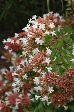 Little Richard Dwarf Abelia - 3 Gallon Pot -Lawn Starter Shop abelia grandiflora little richard 8