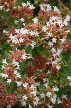 Little Richard Dwarf Abelia - 3 Gallon Pot -Lawn Starter Shop abelia grandiflora little richard 9
