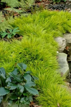 Dwarf Golden Sweet Flag - Acorus Gramineus 'Minimus Aureus' - 10 Pack Of Pint Pots 10 Dwarf Golden Sweet Flag - Acorus Gramineus 'Minimus Aureus' - 10 Pack Of Pint Pots -Lawn Starter Shop acorus gramineus minnimus aurea dwarf golden sweet flag 101