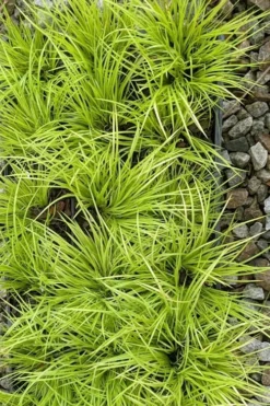 Dwarf Golden Sweet Flag - Acorus Gramineus 'Minimus Aureus' - 10 Pack Of Pint Pots 11 Dwarf Golden Sweet Flag - Acorus Gramineus 'Minimus Aureus' - 10 Pack Of Pint Pots -Lawn Starter Shop acorus gramineus minnimus aurea dwarf golden sweet flag 105