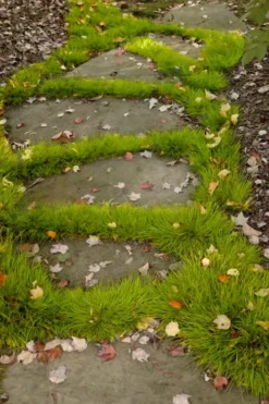 Dwarf Golden Sweet Flag - Acorus Gramineus 'Minimus Aureus' - 10 Pack Of Pint Pots 9 Dwarf Golden Sweet Flag - Acorus Gramineus 'Minimus Aureus' - 10 Pack Of Pint Pots -Lawn Starter Shop acorus gramineus minnimus aurea dwarf golden sweet flag 106