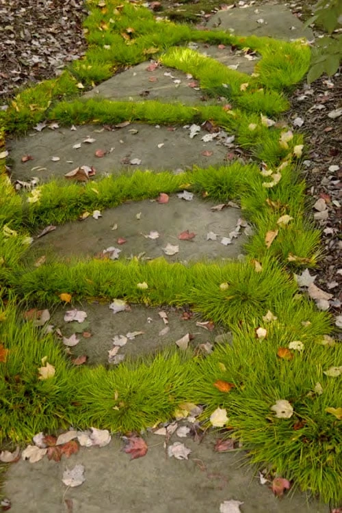 Dwarf Golden Sweet Flag - Acorus Gramineus 'Minimus Aureus' - 10 Pack Of Pint Pots 4 Dwarf Golden Sweet Flag - Acorus Gramineus 'Minimus Aureus' - 10 Pack Of Pint Pots - Image 4