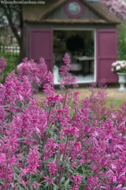 Rosie Posie Agastache (Hummingbird Mint) - 5 Pack Of Quarts -Lawn Starter Shop agastache rosie posie hummingbird mint 1