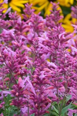 Rosie Posie Agastache (Hummingbird Mint) - 5 Pack Of Quarts -Lawn Starter Shop agastache rosie posie hummingbird mint 3